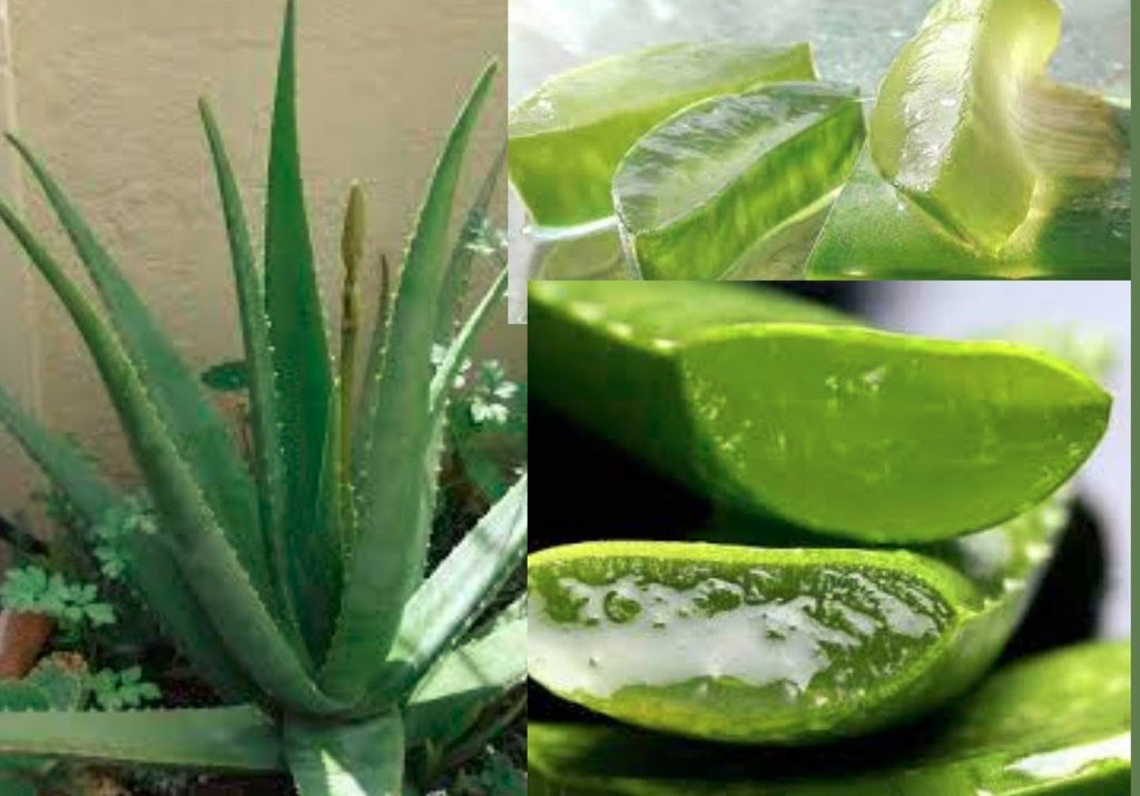 Pourquoi l'Aloe Vera est la meilleure plante pour la santé à Dakar?